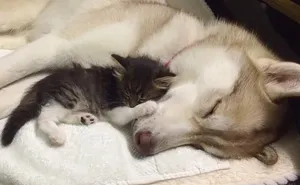 They Thought This Kitten Was Going To Die, But Then She Met A Husky Named Lilo