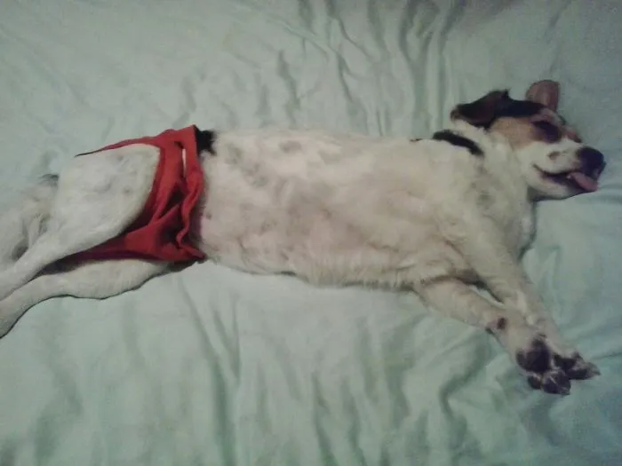 Sleeping Puppy