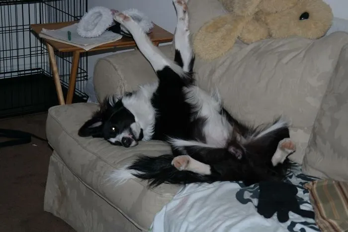 Messi Sleep On Couch
