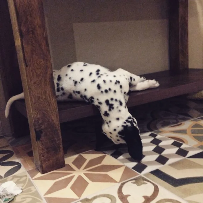 Puppy Down