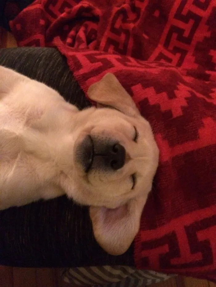 Happy Cheddar