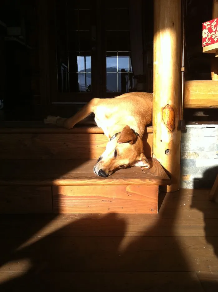 Napping In The Sun