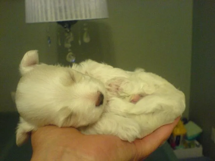Bentley At 10 Days...