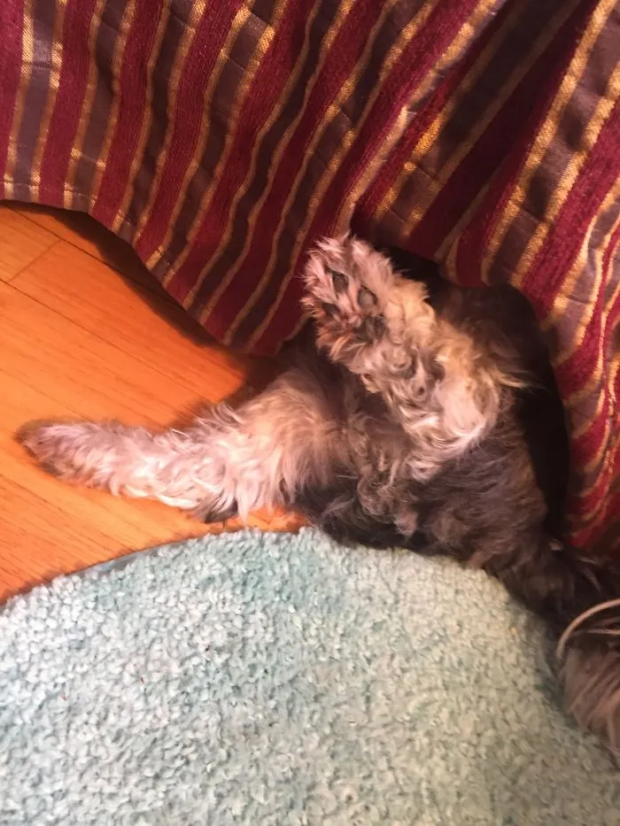 My Oreo Sleeping Under My Bed