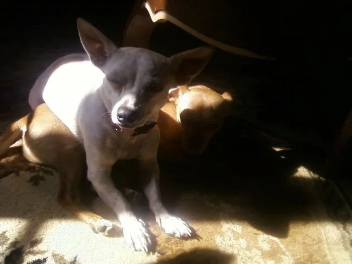 Roo & Gracie