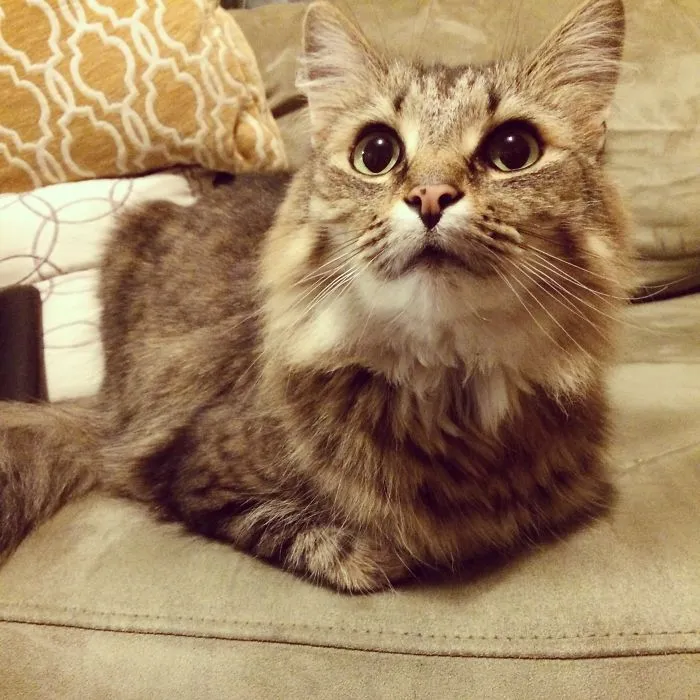 I Adopted My First Cat Who Is 6 Years Old.  Her Name Is Asha.