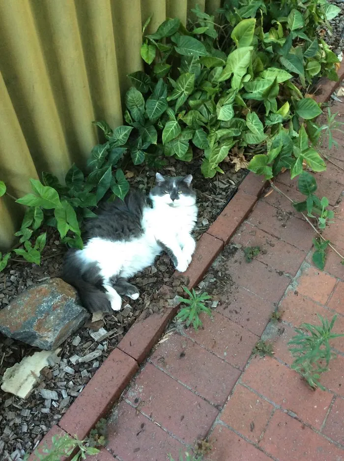 This Is Barry. The Vet I Adopted Him From (after He Was Found In A Bin) Suspects He's 10 Or More.