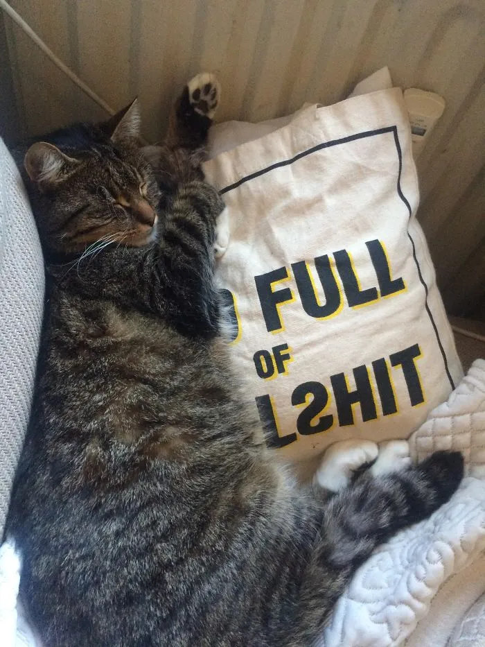 I Addopted This Big Boy 3 Years Ago. He Was 4 Then. His Name Translated Is Fat Leo. Nr #1 Cat