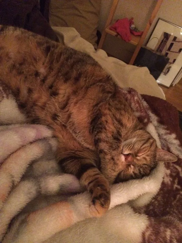 My Boyfriend & I Adopted The Cat Who Had Been At The Shelter The Longest. 5 Yr Old Jax!