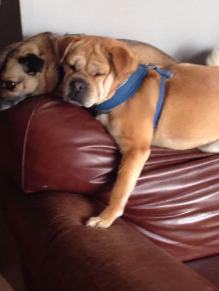 Puppy Love