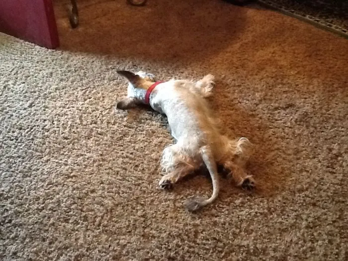 Mila Roo So Tired After Bath And Haircut.
