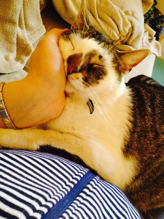 Sleepy Kitten