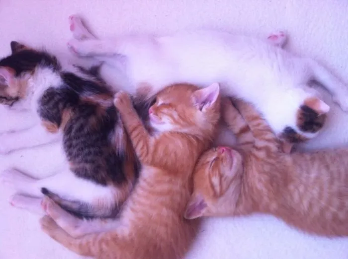 Sleeping Babies