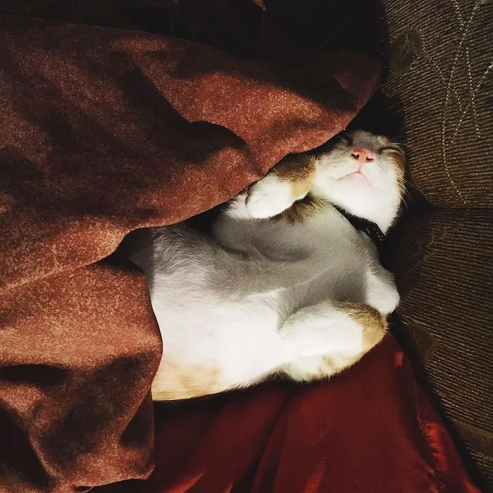 My Cat Sleeping
