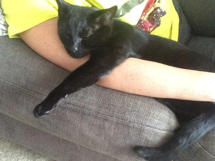 Cooper Was Feral She. He Found Me Three Years Ago. Now He's A Toothless Old Man And I Adore Him