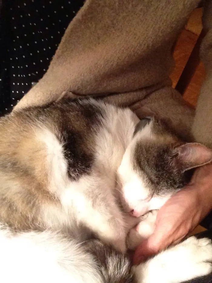 My Cat Adopted Me! Three Years Agieren This Cat Chose Us As Ist Family. He's About 12-14 Years