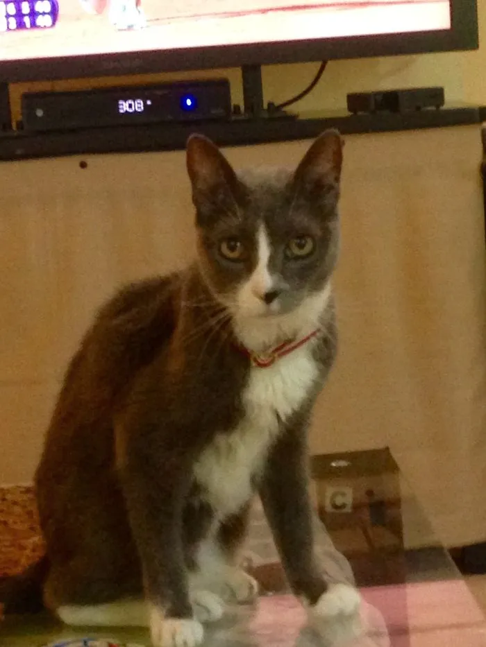 This Is My Sweet Grey, We Found Her Outside The Door, Very Skinny And Lots Of Scars,and Now...