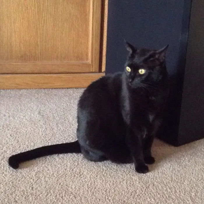 We Adopted Mia From Lap Cats In Elk Grove They Said She Was In System For 14 Months She Is 8