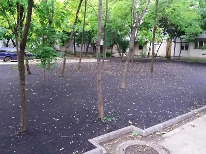 Asphalt Trees