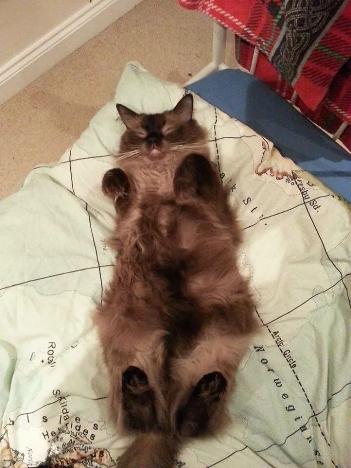 Sleepy Furball X