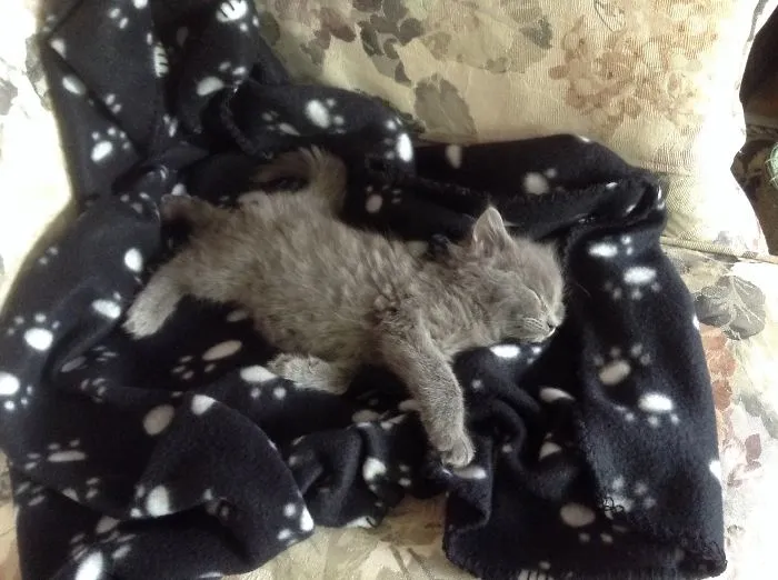 Wee Hamish