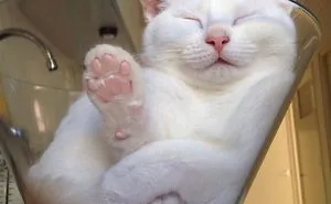 170 Sleepy Kittens Doing What They Do Best - Sleep