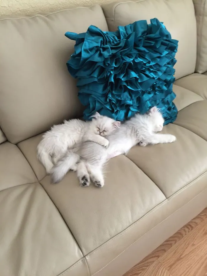 Lazy Days