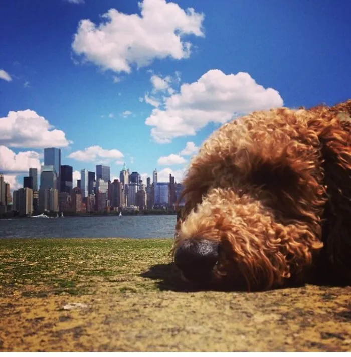 43 Perfectly Timed Photos That Turn Dogs Into Giants