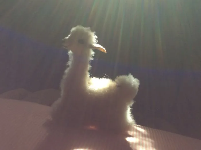 This Is My Toy I Took It No Photo Shop No Editing I Just Got That Sun Thing In My Camera