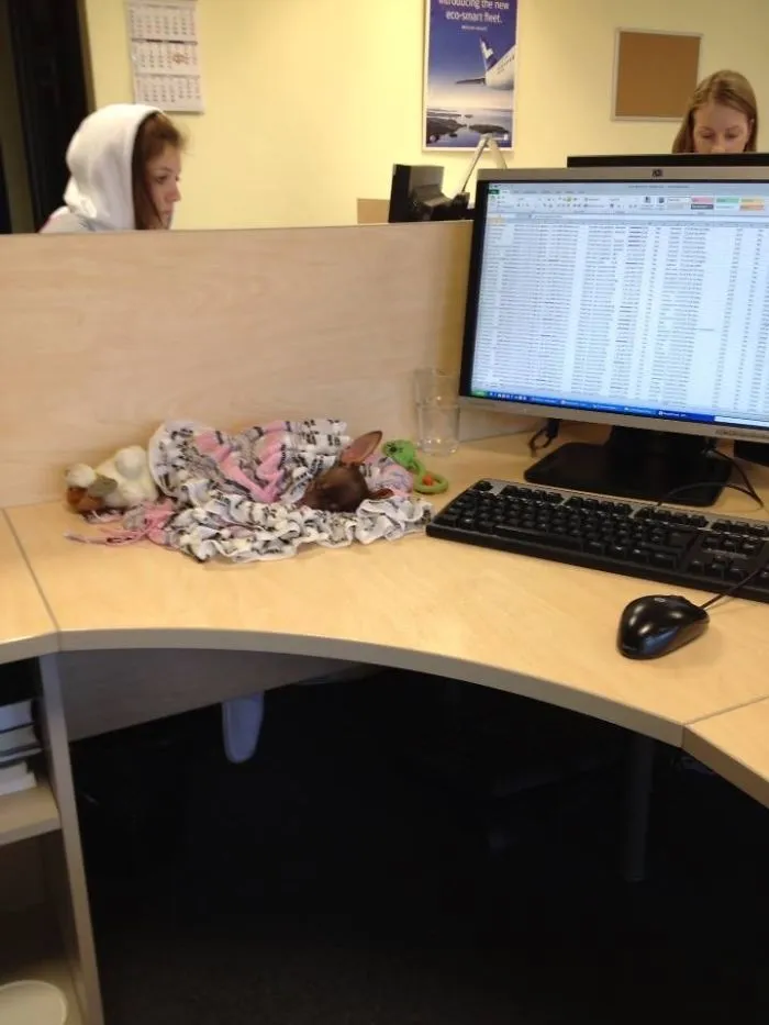Sleeping At Work
