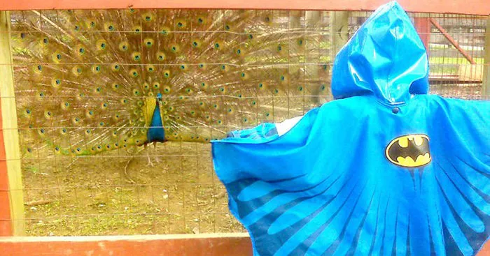 Dad Took His Son Wearing A Batman Jacket To A Zoo - This Peacock Took It As A Challenge