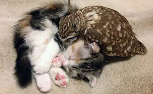 Kitten And Owlet Become Best Friends And Nap Buddies
