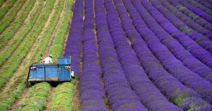 The Hypnotizing Beauty Of Harvesting Lavender (8 pics)