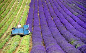 The Hypnotizing Beauty Of Harvesting Lavender (8 pics)