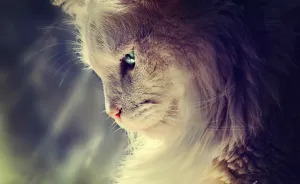 After Losing My Son At Birth This Deaf Kitten Saved Me