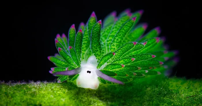 Exploring the Life of a Leaf Sheep, Nature’s Tiny Phenomenon