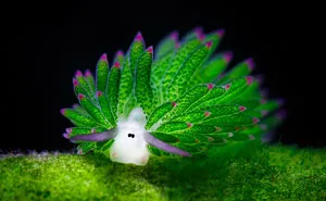 Exploring the Life of a Leaf Sheep, Nature’s Tiny Phenomenon