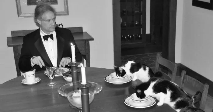 When His Wife Goes On Vacation, This Man Has Secret Fancy Dinners With His Cats