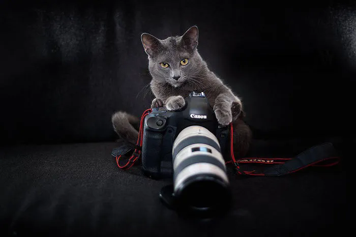 51 Animals That Want To Be Photographers