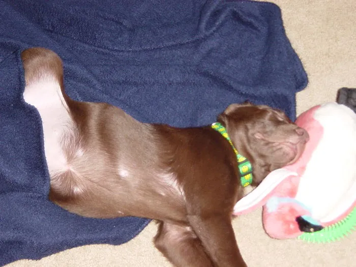 Sleeping With My Penguin.