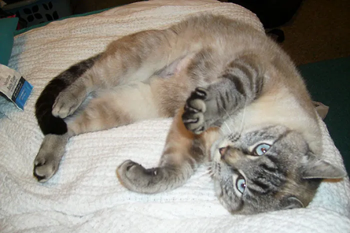 I Adopted An Older Cat Today - This Is Lenka, The First Pet That Is My Own