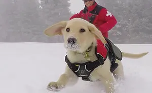43 Perfectly Timed Photos That Turn Dogs Into Giants