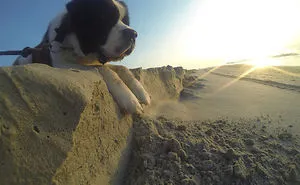 43 Perfectly Timed Photos That Turn Dogs Into Giants