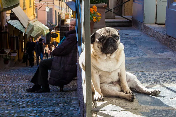 43 Perfectly Timed Photos That Turn Dogs Into Giants