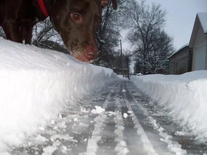 43 Perfectly Timed Photos That Turn Dogs Into Giants