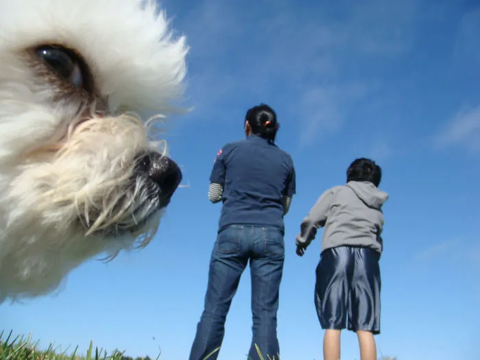 43 Perfectly Timed Photos That Turn Dogs Into Giants
