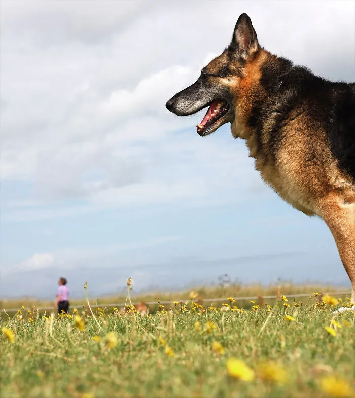 43 Perfectly Timed Photos That Turn Dogs Into Giants