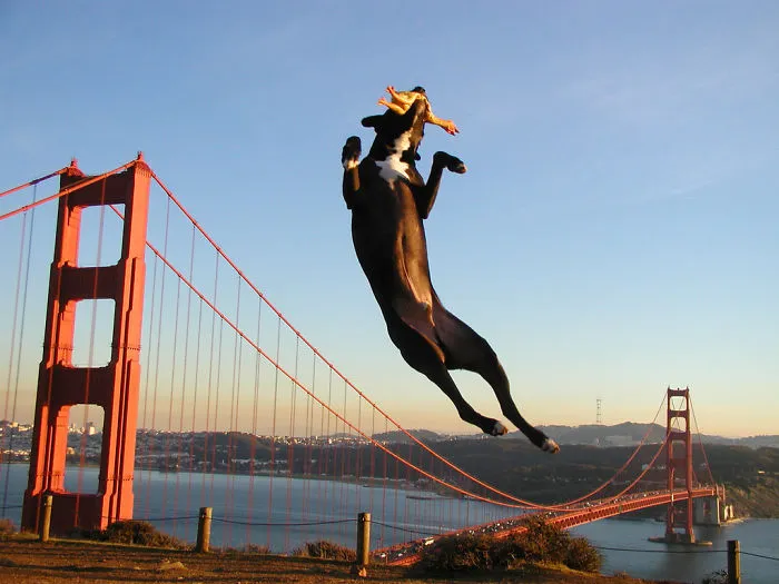 43 Perfectly Timed Photos That Turn Dogs Into Giants