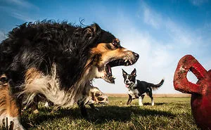 43 Perfectly Timed Photos That Turn Dogs Into Giants