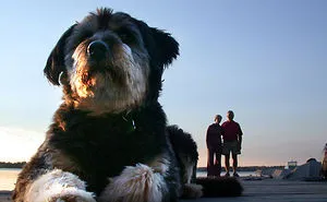 43 Perfectly Timed Photos That Turn Dogs Into Giants